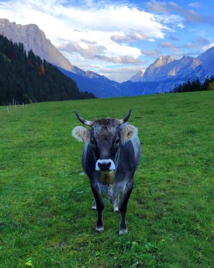 Kuh in der Landschaft mit unserem tollen Ausblick