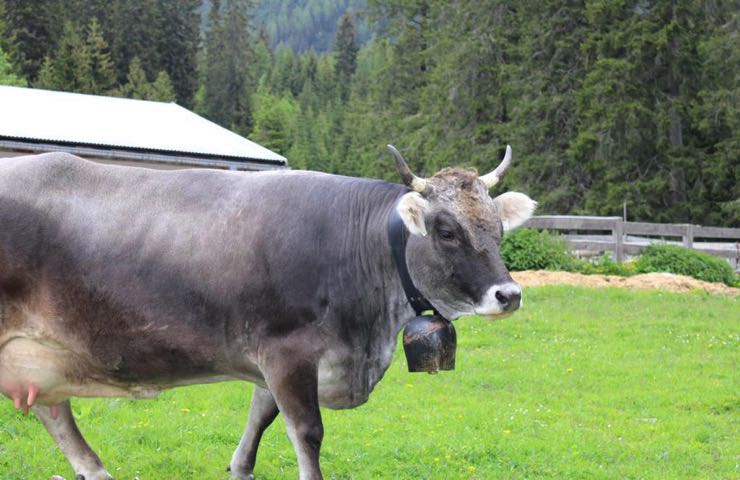 Kühe